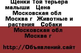 Щенки Той-терьера малыши › Цена ­ 15 000 - Московская обл., Москва г. Животные и растения » Собаки   . Московская обл.,Москва г.